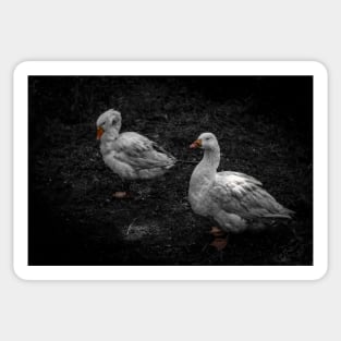 Community Farm Geese Sticker